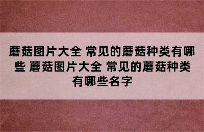 蘑菇图片大全 常见的蘑菇种类有哪些 蘑菇图片大全 常见的蘑菇种类有哪些名字